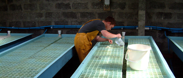 Lobster Hatchery